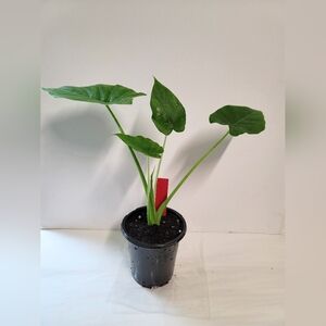 An elephant ear plant in a four inch pot with plant food and care sheet.
